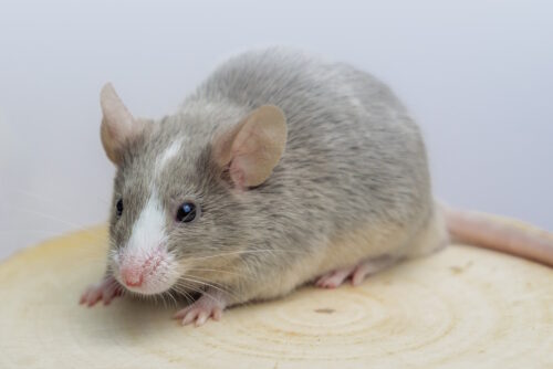 Das Foto zeigt eine Maus von vorne