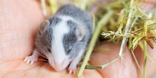 Das Foto zeigt eine grau-weiße Maus auf einer Hand