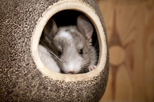 Das Foto zeigt ein chinchilla im Kuschelnest