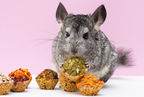 Das Foto zeigt einen Chinchilla neben Leckerlis