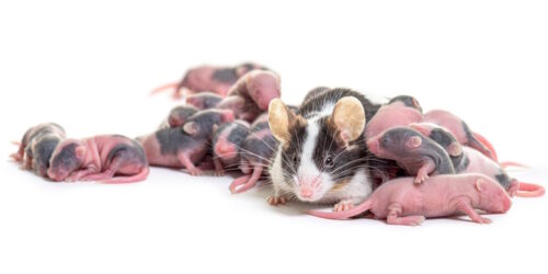 Das Foto zeigt eine Mäusefamilie