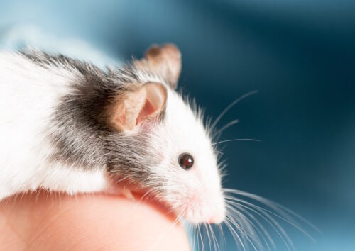 Das Foto zeigt eine Maus auf einem Finger
