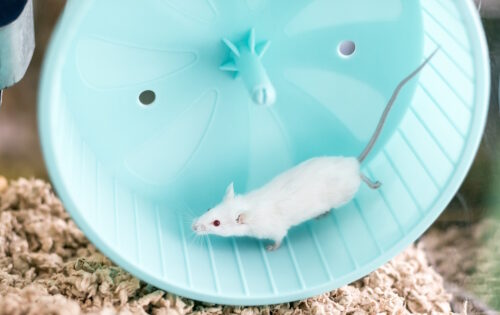 Das Foto zeigt eine weiße Maus im Laufrad