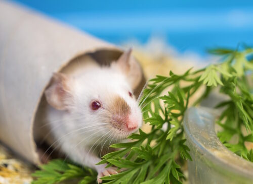 Das Foto zeigt eine Maus in einer Pappröhre