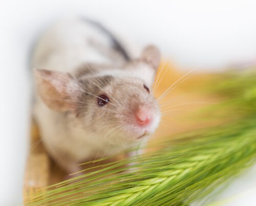 Das Foto zeigt eine Maus mit Getreide
