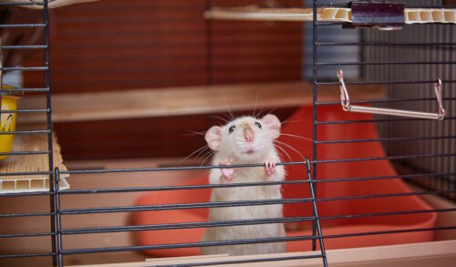 Das Foto zeigt eine Maus im Gitterkäfig