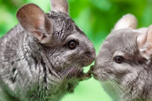 Das Foto zeigt zwei Chinchillas die miteinander kuscheln