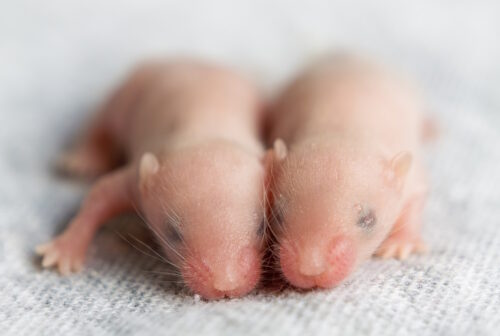 Das Foto zeigt zwei Mausbabys