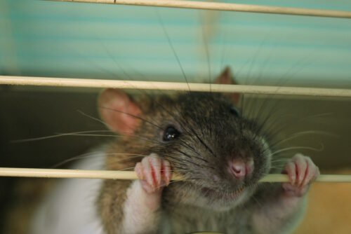 Das Foto zeigt eine Maus, die am Käfiggitter nagt
