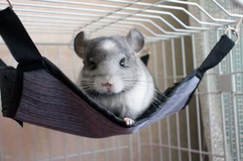 Das Foto zeigt ein Chinchilla in der Hängematte