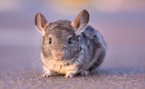 Das Foto zeigt ein Chinchilla von vorne
