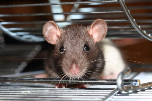 Das Foto zeigt eine Maus im Käfig