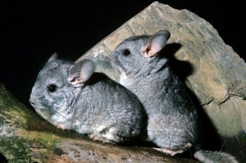 Das Foto zeigt zwei Chinchillas nebeneinander