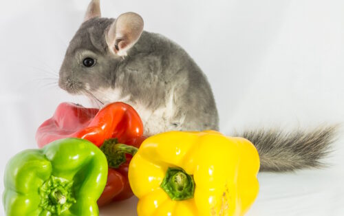 Das Foto zeigt ein Chinchilla neben Paprikaschoten
