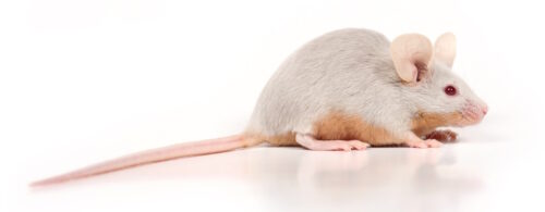 Das Foto zeigt eine graue Maus mit rotbraunem Bauch