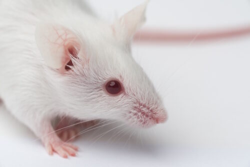 Das Foto zeigt eine weiße Maus mit roten Augen