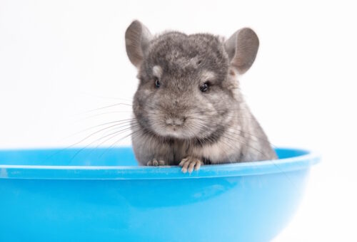Das Foto zeigt ein Chinchilla das im Sandbad sitzt