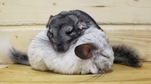 Das Foto zeigt schlafende Chinchillas