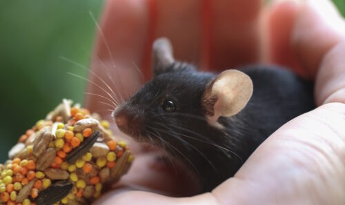 Das Foto zeigt eine schwarze Maus