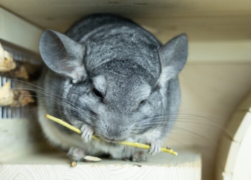 Das Foto zeigt ein Chinchilla mit einem Stöckchen