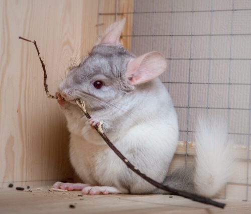 Das Foto zeigt ein Chinchilla, das am Stock knabbert