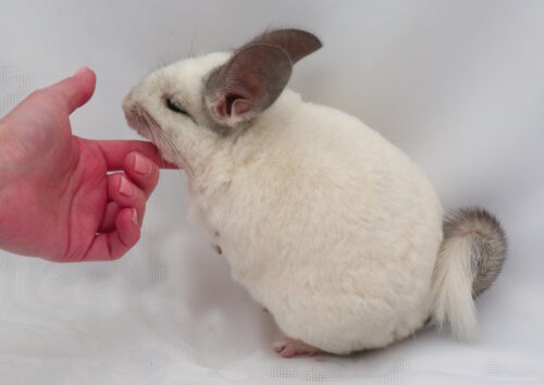 Das Foto zeigt ein Chinchilla das gestreichelt wird