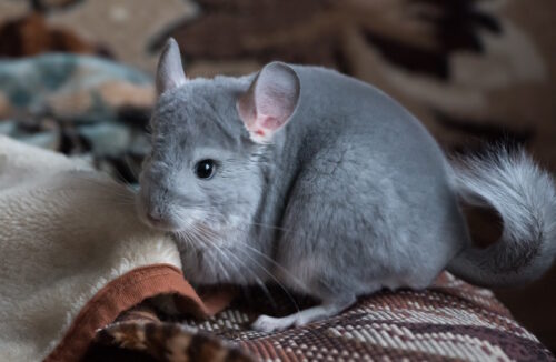 Das Foto zeigt ein Chinchilla das auf dem Boden sitzt