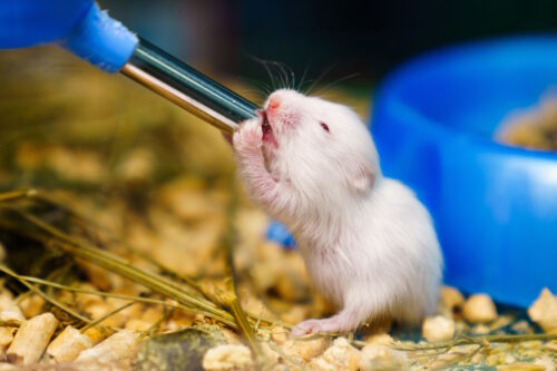 Das Foto zeigt eine Maus die aus einer Flasche trinkt