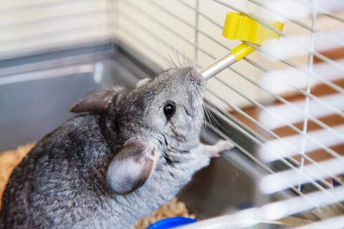 Das Foto zeigt ein Chinchilla das aus der Nippeltränke trinkt