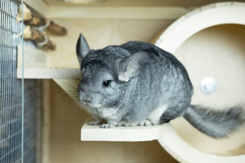 Das Foto zeigt ein Chinchilla auf einem Sitzbrett