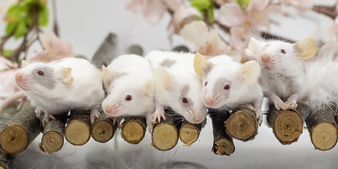 Das Foto zeigt fünf Mäuse nebeneinander