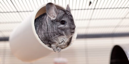 Das Foto zeigt ein Chinchilla in einer Röhre