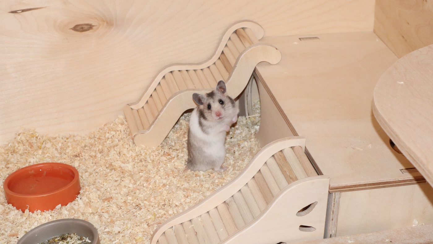 Das Foto zeigt einen Hamster neben seinem