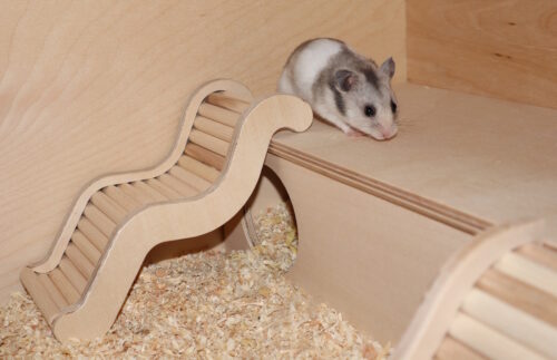 Das Foto zeigt einen Hamster auf seinem Hamsterhaus