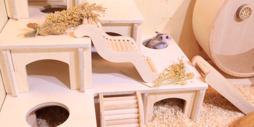 Das Foto zeigt ein Hamsterhaus mit einem Hamster