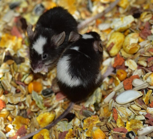 Das Foto zeigt zwei kleine Farbmäuse in Körnern