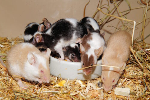 Das Foto zeigt Farbmäuse im Fressnapf